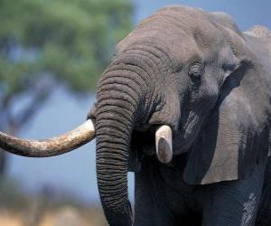 Puzzle κεφαλή ενός μεγάλου ελέφαντα